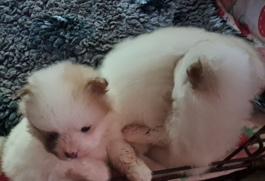Pomeranian puppies