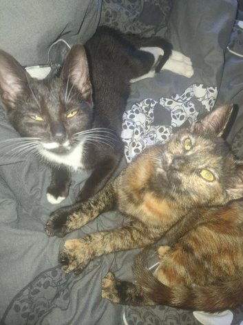 3 beautiful kittens
