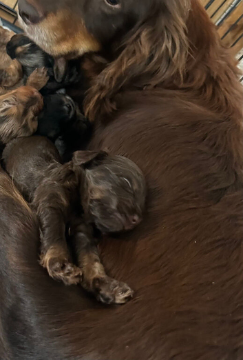 Stunning litter of cockapoo puppies