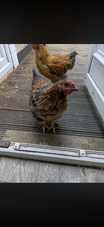 Roosters