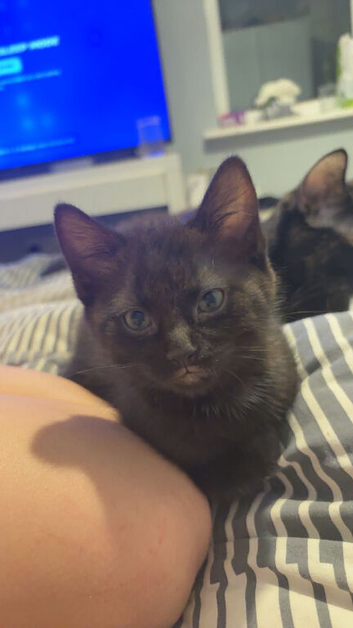 2 black kittens