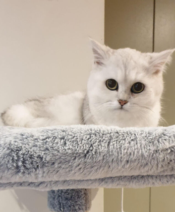 Gorgeous GCCF Silver British Shorthair Kitten.
