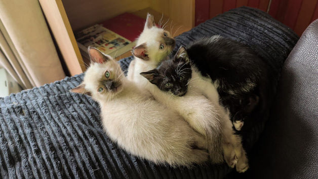 Siamese cross Ragdoll kittens & Black/ white kittem
