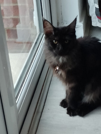 8 month old female Maine coon for sale