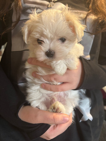 one beautiful Tiny Korean boy available