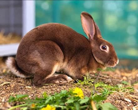 Rex Rabbits
