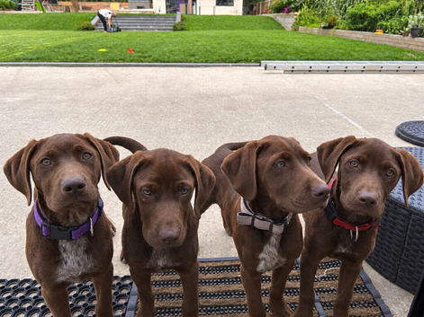 4 beautiful GSP/Labrador puppies