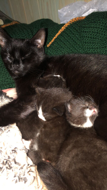 Female kitten
