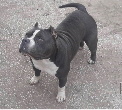 Female pocket bully
