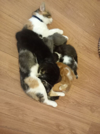 Female kittens