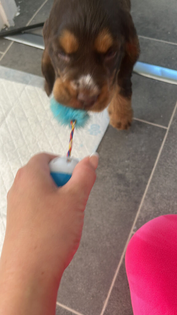 Cocker spaniel