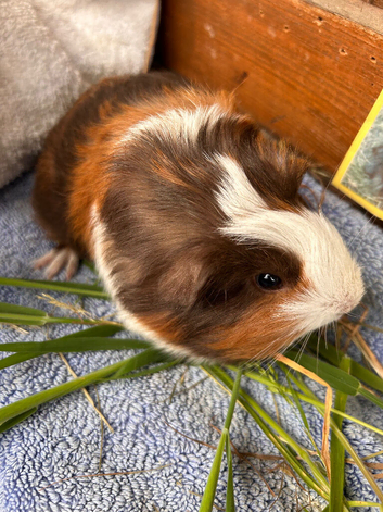 Guinea Pig -Baby Boy