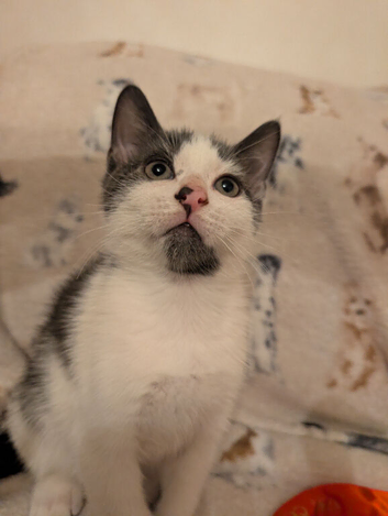 Gray and white kitten