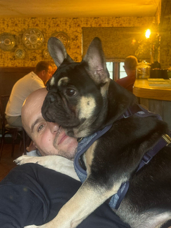 2&1/2 year old male French bulldog Black and Tan