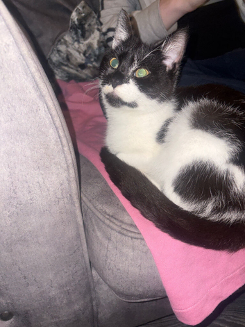 5 month old kitten