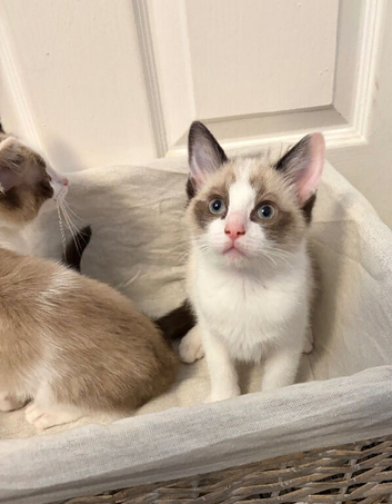 RAGDOLL X KITTEN