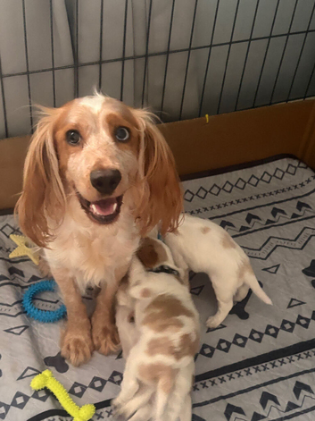 Beautiful lemon roan puppies