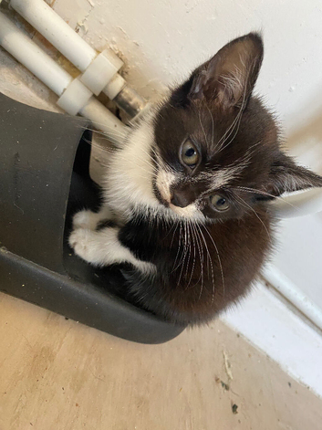 Female kitten 8 weeks old