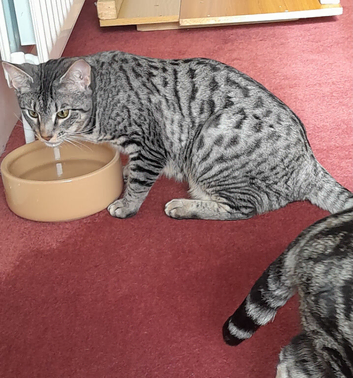 Gorgeous Silver and Black Spotted Full Pedigree TICA Registered Female Cat Reduced price.