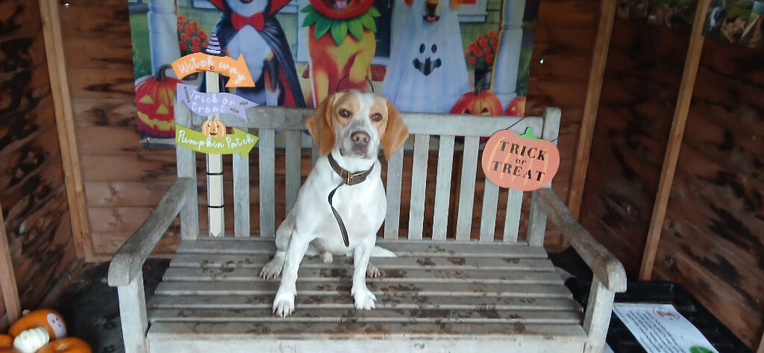Beagle cross spaniel
