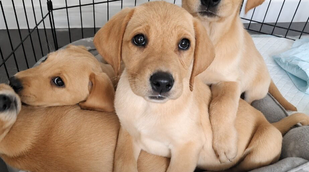 READY TO LEAVE last 3 Beautiful female labradors