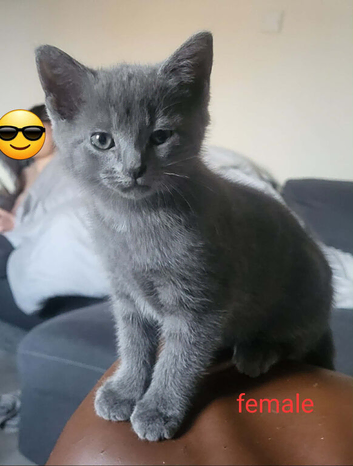Loving kittens ready for new home