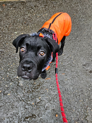 Zeus is looking for his forever home