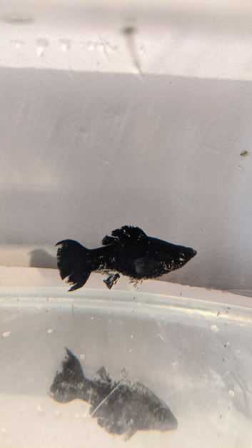 4 Fish FREE. Pick of your own choice. See photos.