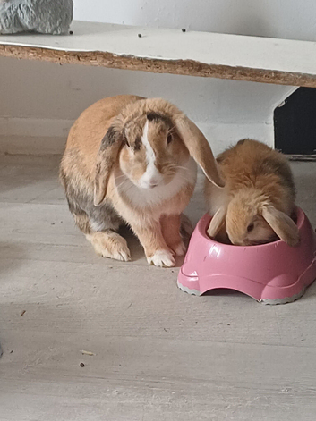7x baby bunny's for sale