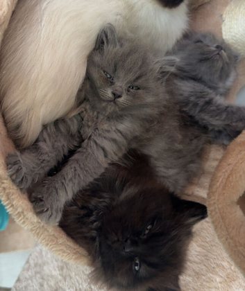 British shorthair x ragdoll kittens