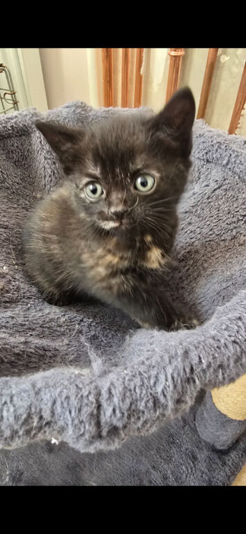 Lovely Tortoiseshell girl kitten  ️