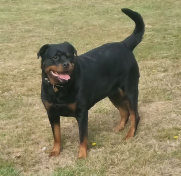 Wanted rottweiler  puppy