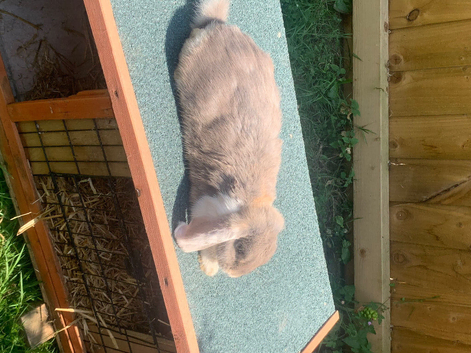 2 girl French lops