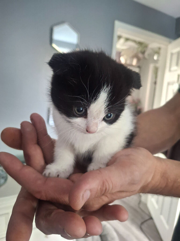 Male kitten