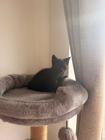 Little kitten