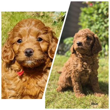 READY..Miniature Red Goldendoodle dna clear