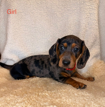 Beautiful Dachshund Puppies for sale