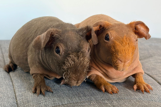 Skinny pig and Baldwin Guinepigs available
