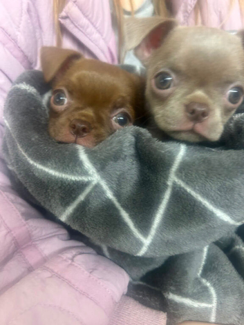 Pedigree Chihuahua pups