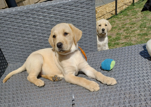 beautiful labrador puppies looking for their fover home