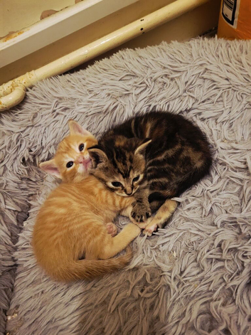 3 kittens avaliable