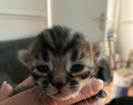 3 beautiful bengal cross kittens