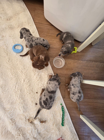 Dappled DNA tested miniature dachshunds