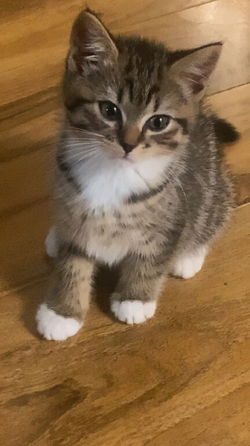 Two gorgeous female kittens
