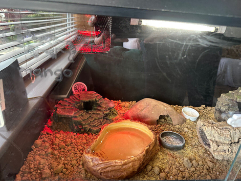 Male leopard gecko and tank for sale