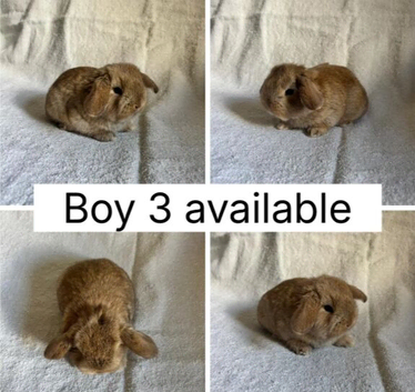 6 beautiful baby mini lops ready to reserve