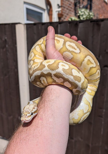 Spotnose lesser pastel het clown male