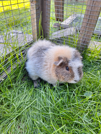 Roan male guinea pig for sale
