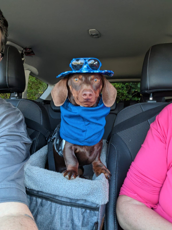 Miniature Dachshund stud