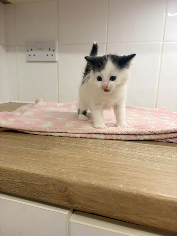 Kittens